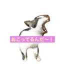 ねこねこにゃんずスタンプ（個別スタンプ：13）
