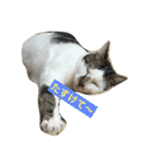 ねこねこにゃんずスタンプ（個別スタンプ：14）