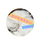 ねこねこにゃんずスタンプ（個別スタンプ：15）