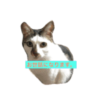 ねこねこにゃんずスタンプ（個別スタンプ：16）