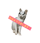 ねこねこにゃんずスタンプ（個別スタンプ：17）