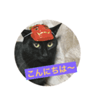 ねこねこにゃんずスタンプ（個別スタンプ：18）