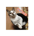 ねこねこにゃんずスタンプ（個別スタンプ：19）