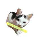 ねこねこにゃんずスタンプ（個別スタンプ：20）