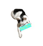 ねこねこにゃんずスタンプ（個別スタンプ：22）