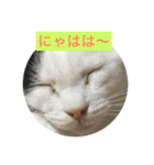ねこねこにゃんずスタンプ（個別スタンプ：23）