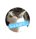 ねこねこにゃんずスタンプ（個別スタンプ：24）