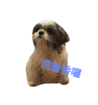 Cute dog 77（個別スタンプ：1）