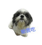 Cute dog 77（個別スタンプ：2）