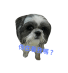 Cute dog 77（個別スタンプ：3）