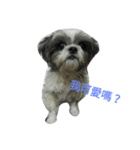 Cute dog 77（個別スタンプ：4）