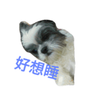 Cute dog 77（個別スタンプ：5）