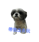Cute dog 77（個別スタンプ：6）