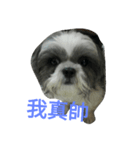 Cute dog 77（個別スタンプ：7）