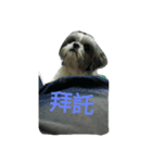 Cute dog 77（個別スタンプ：8）