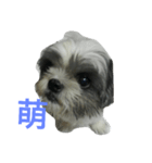 Cute dog 77（個別スタンプ：9）