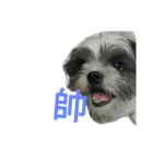 Cute dog 77（個別スタンプ：10）