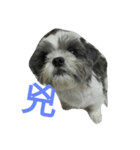 Cute dog 77（個別スタンプ：11）