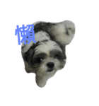 Cute dog 77（個別スタンプ：12）