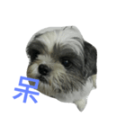 Cute dog 77（個別スタンプ：13）