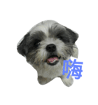 Cute dog 77（個別スタンプ：14）