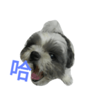 Cute dog 77（個別スタンプ：15）
