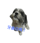 Cute dog 77（個別スタンプ：16）