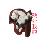 Cute sister everyday（個別スタンプ：3）