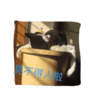 Cute sister everyday（個別スタンプ：7）