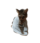 まこねこ2（個別スタンプ：1）