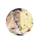 まこねこ2（個別スタンプ：5）