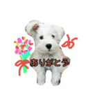 ホワイトシュナウザー(白シュナ)のつぶやき（個別スタンプ：1）