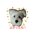 ホワイトシュナウザー(白シュナ)のつぶやき（個別スタンプ：3）