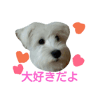 ホワイトシュナウザー(白シュナ)のつぶやき（個別スタンプ：4）