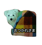 ホワイトシュナウザー(白シュナ)のつぶやき（個別スタンプ：5）
