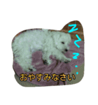ホワイトシュナウザー(白シュナ)のつぶやき（個別スタンプ：8）