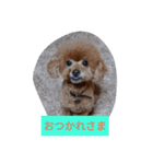 everyday with toy poodle（個別スタンプ：1）