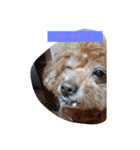 everyday with toy poodle（個別スタンプ：2）