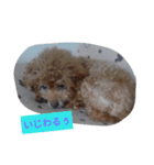 everyday with toy poodle（個別スタンプ：3）
