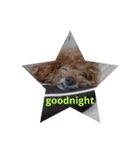 everyday with toy poodle（個別スタンプ：4）