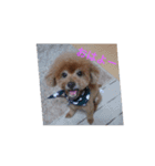 everyday with toy poodle（個別スタンプ：5）