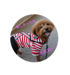 everyday with toy poodle（個別スタンプ：6）