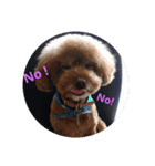 everyday with toy poodle（個別スタンプ：7）