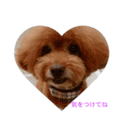 everyday with toy poodle（個別スタンプ：8）