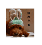 everyday with toy poodle（個別スタンプ：9）