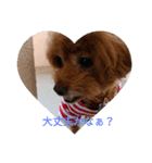 everyday with toy poodle（個別スタンプ：10）