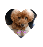 everyday with toy poodle（個別スタンプ：11）