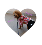 everyday with toy poodle（個別スタンプ：12）