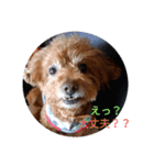 everyday with toy poodle（個別スタンプ：13）