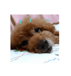 everyday with toy poodle（個別スタンプ：14）